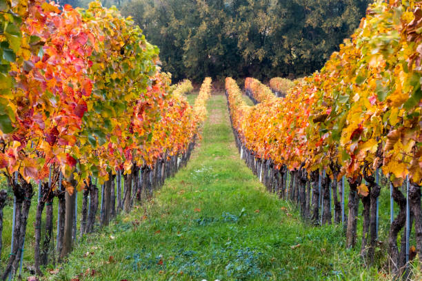 istock Vineyard in vibrant autumn colors 1065989630