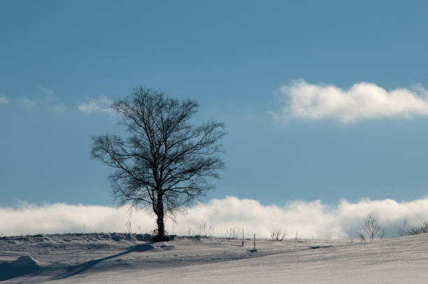 istock Winter grove standing on the snowy field 1065991026