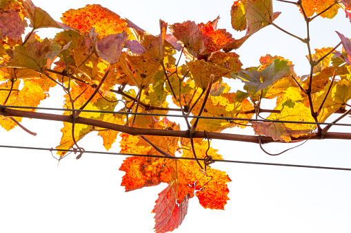 Grapevine in vibrant autumn colors after harvest. Burgenland, Austria. Close-up view.