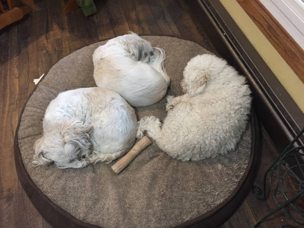 Three dogs taking a nap sleeping on a round bed together sharing friends
