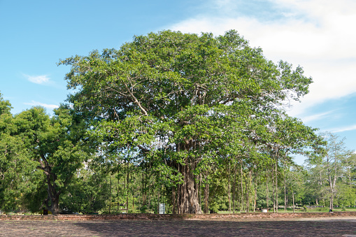 Buddhist Bodhi tree (Ficus religiosa). Sri Lanka