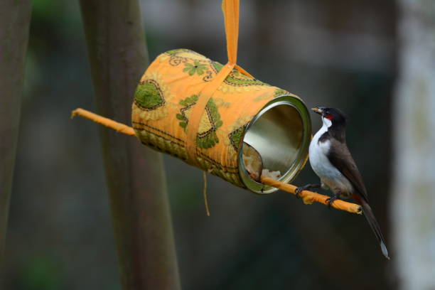 Red-Whiskered Bulbul Eating from a DIY Bird Feeder Red-Whiskered Bulbul Eating from a DIY Bird Feeder in Andaman and Nicobar Islands, India bird feeder photos stock pictures, royalty-free photos & images