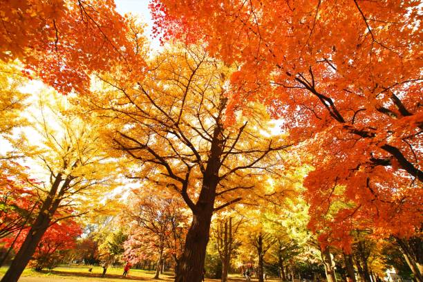 istock Hokkaido Ginkgo biloba tree 1066005826