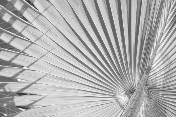 istock tropical palm leaf, abstract line from nature background, black and white toned 1066008340