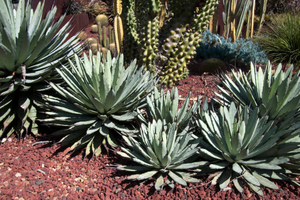 istock Blue emperor agave plants in cactus garden 1066013306
