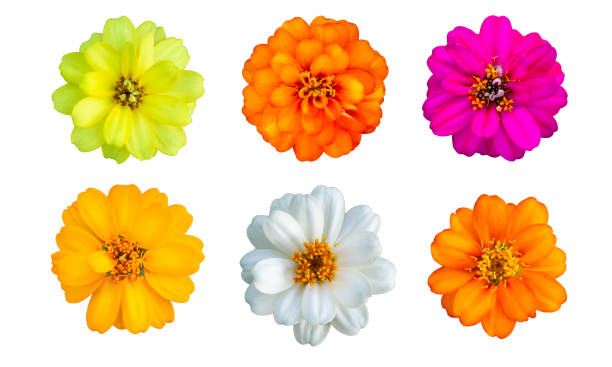 istock Top view of Zinnia Flower 1066016382