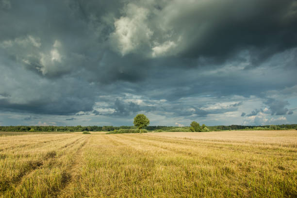 istock Field of grain, horizon and dark clouds 1066018230