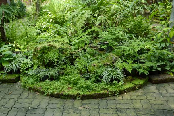 istock green fern garden 1066018482