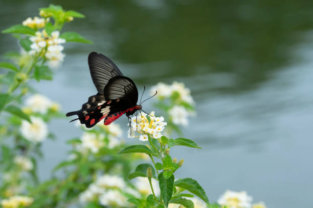 istock A Red Butterfly (Common Rose) swarming on flowers. 1066018548