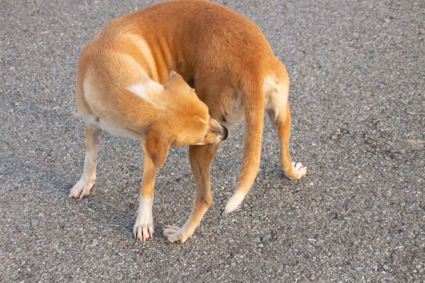 istock Dog biting leg  Dogs make a circle  Standing dog 1066025508