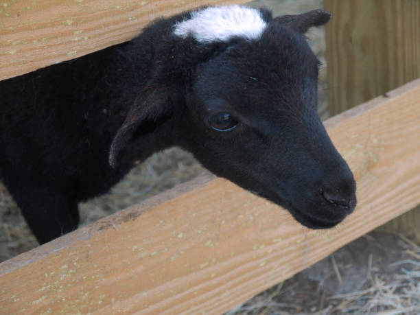 istock Black and white lamb on farm 1066027588