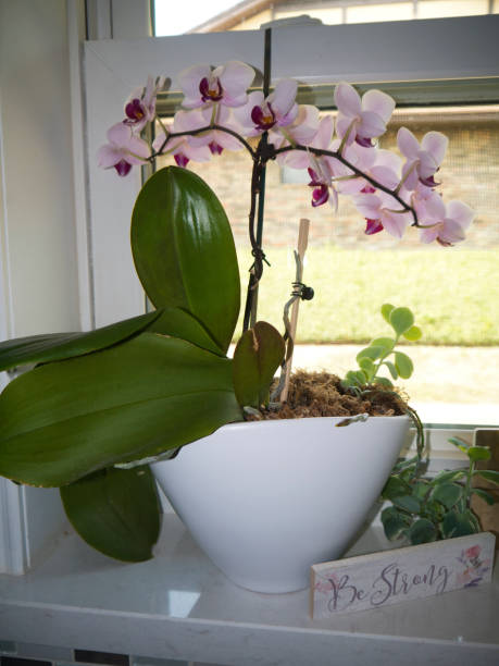 istock Purple orchid flower in window sill 1066027800