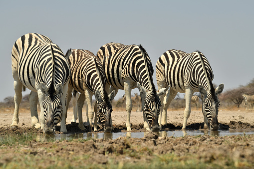 Zebra drink from a waterhole in Southern Africa