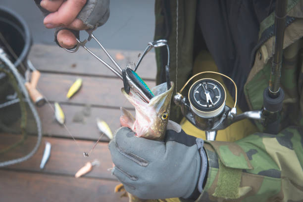 istock A man releases the fish caught. 1066042020