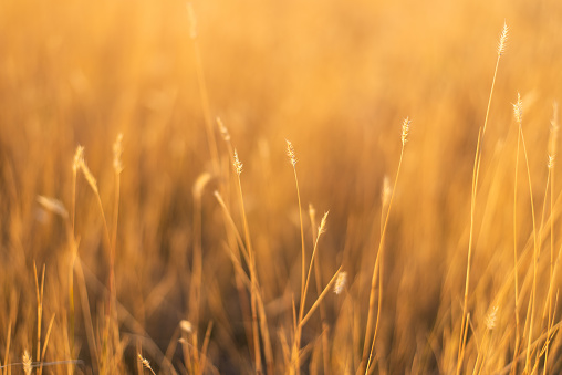 dry fescue grass field at sunset with selective, soft focus on branches