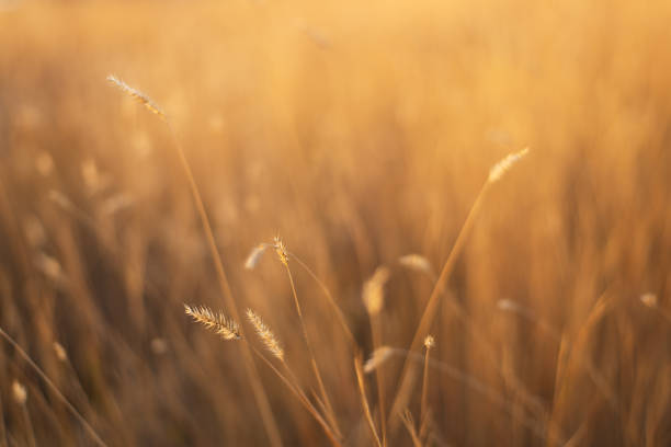 istock dry fescue grass field at sunset 1066044286