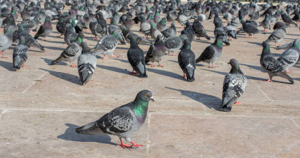 istock Lonely birds by live in urban environment 1066049010