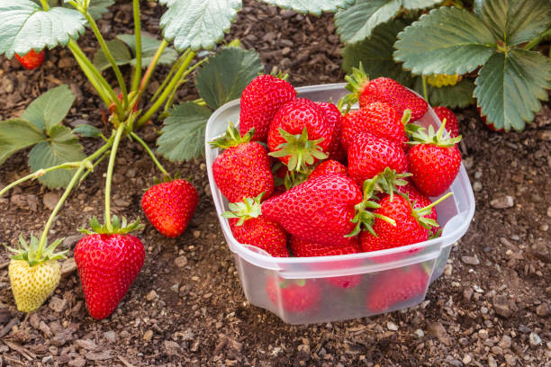 istock plastic bowl with ripe strawberries in organic garden 1066051748