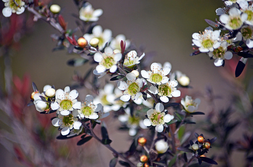 White Australian native yellow tea tree (Tantoon) flowers