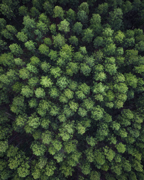 Aerial view of forest Aerial view of a forest. Beautiful green, lush forest view from above australian forest stock pictures, royalty-free photos & images