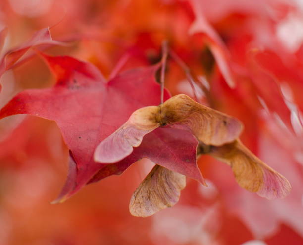 nahaufnahme von ahorn samen ab zweig mit blättern in rot-palette im wohnteil des seattle vorort - maple keys seed maple tree red stock-fotos und bilder