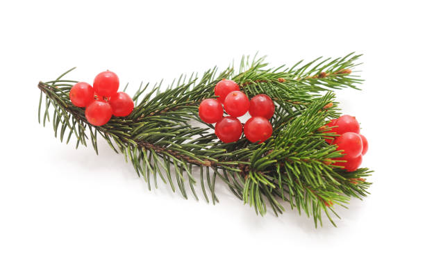 istock Christmas decorative fir branch with red berries. 1066058192