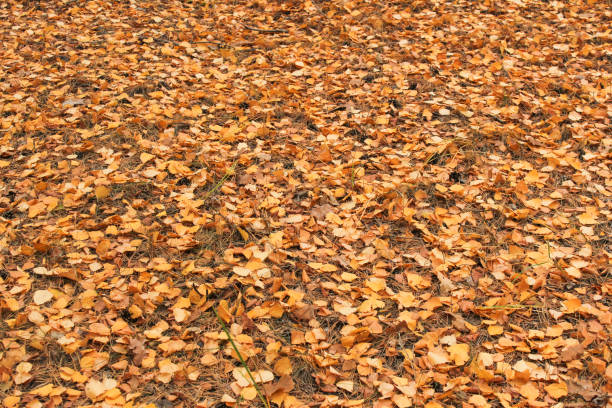 istock Dry autumn leaves 1066062120