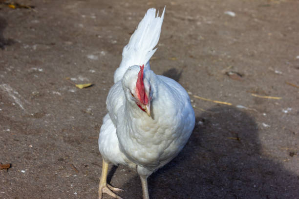 single white hen on farm in south germany bavaria fall sunny afternoon