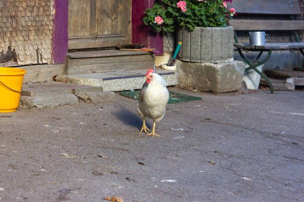 istock single white hen on farm in south germany 1066063842
