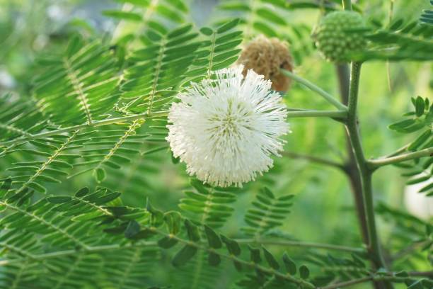 istock leucaena glauca flower in nature garden 1066065482