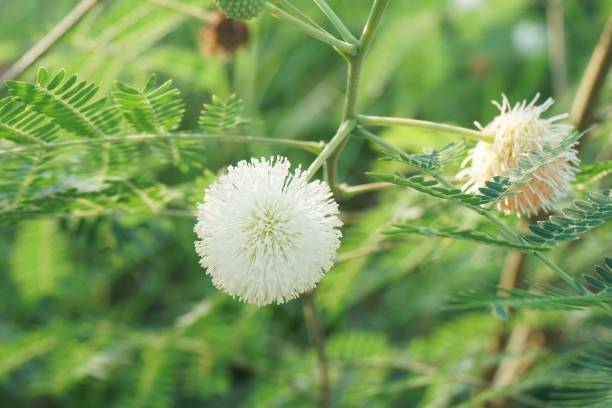 istock leucaena glauca flower in nature garden 1066065530