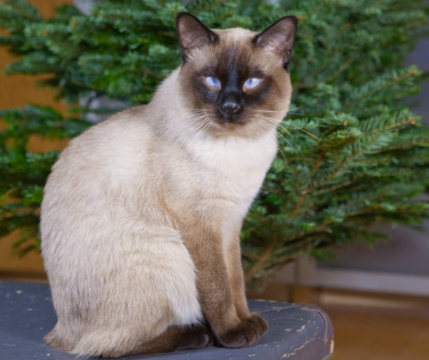 istock cat sitting next to the Christmas fir 1066069866