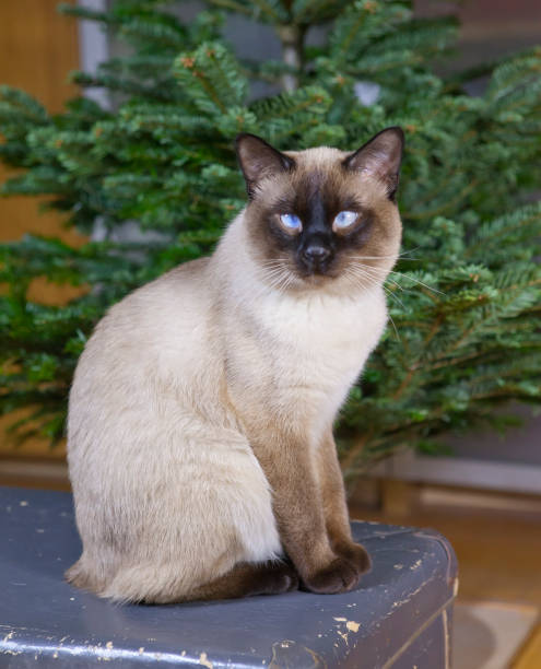 istock cat sitting next to the Christmas fir 1066069872