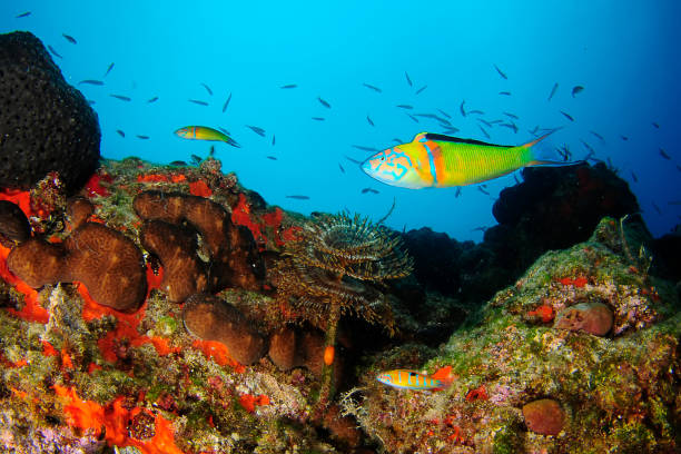 Underwater Sea Life