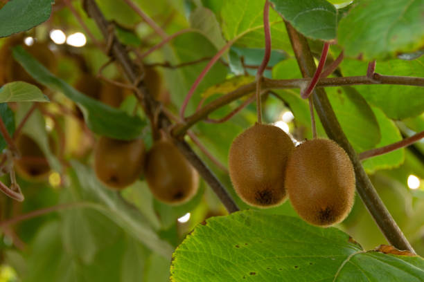 kiwis em uma árvore (actinidia deliciosa) - actinidia - fotografias e filmes do acervo