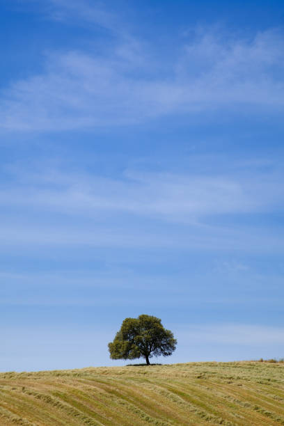 istock Countryside landscape with lonely tree at the hill over blue sky 1066071972