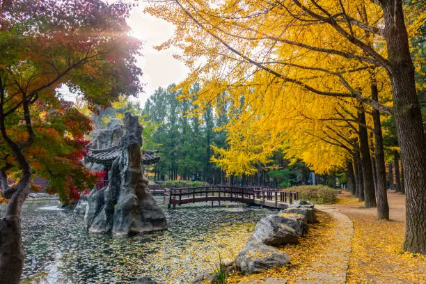 Nami Island in Autumn South Korea