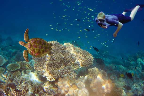 Maldives. The diver at ocean and tropical fishes and turtle in corals stock photo