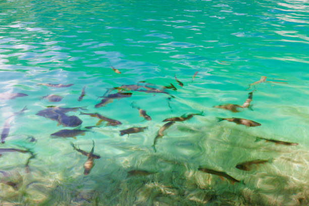 istock Fish in the water. Tropical forest lake 1066075128