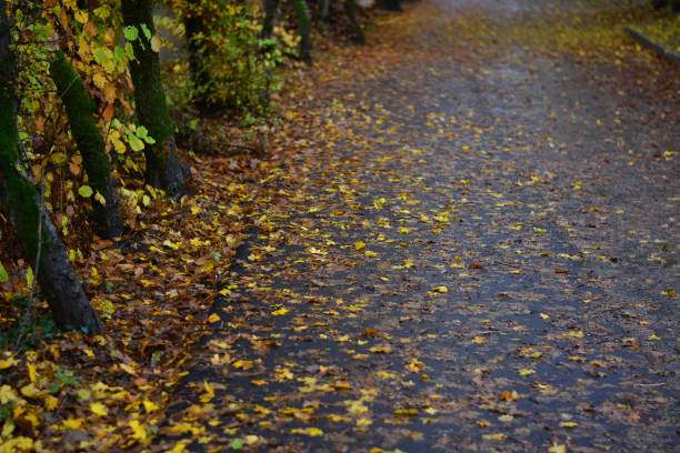 asphalt roads with the colors of autumn - country road winding road road michigan imagens e fotografias de stock