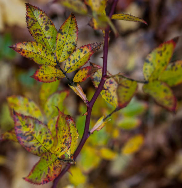 istock Rose Bush Autumn Leaves 1066079462