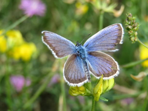 istock Common Blue butterfly sitting on a flower, close-up 1066084258