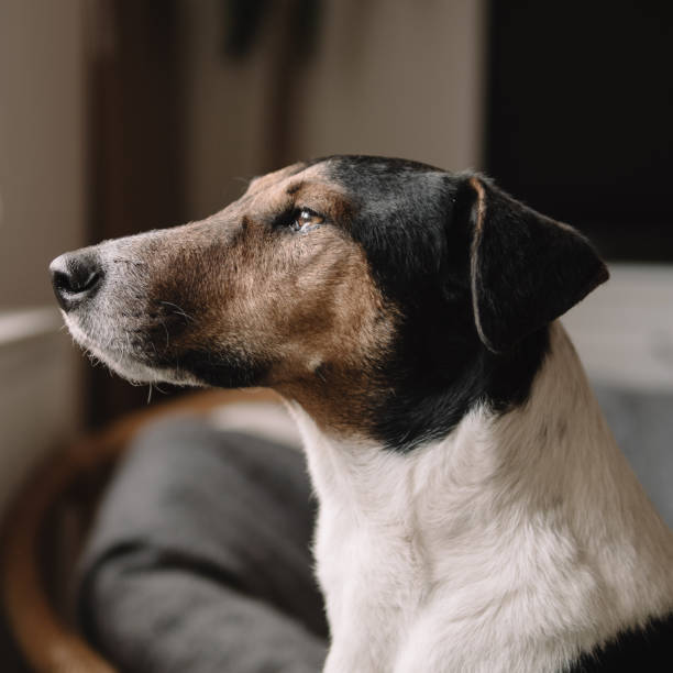 istock Old dog portrait. 1066084542