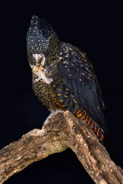 istock Black Australian cockatoo 1066084600