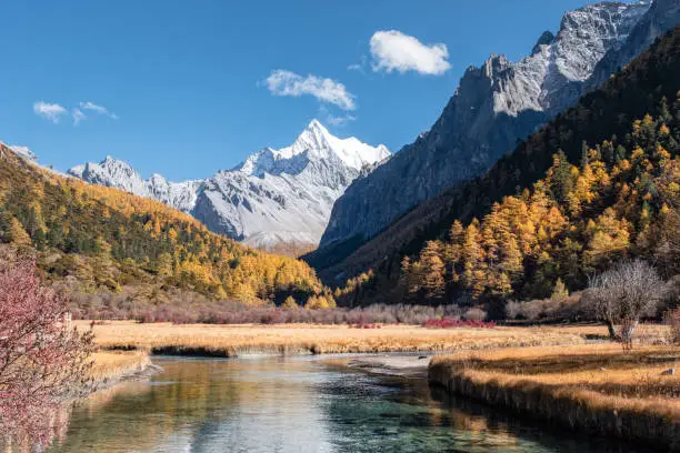 Last Shangri-La of Chana Dorje mountain with colorful pine forest in autumn at Yading nature reserve, Daocheng, China
