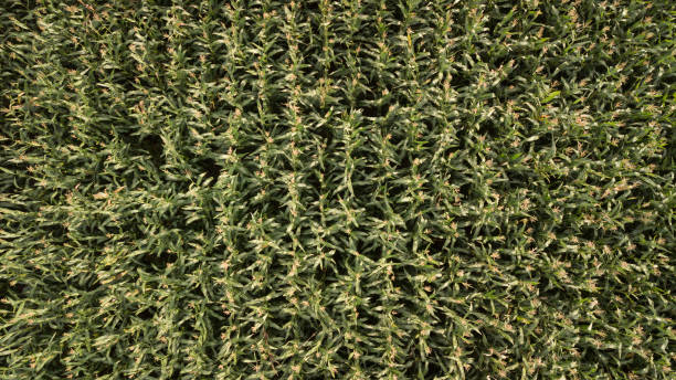 istock The view from high on a green field of corn 1066089088