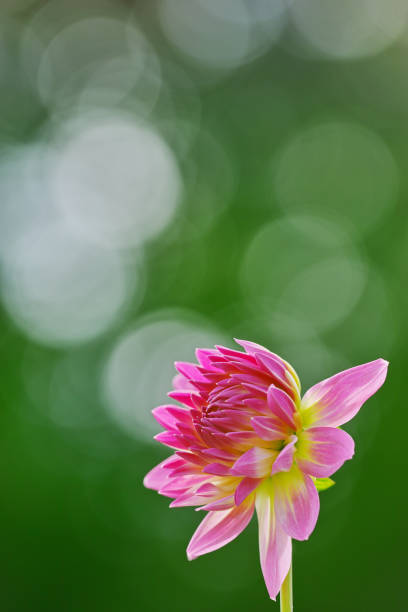 istock Bud of Pink-colored Dahlia 1066091316