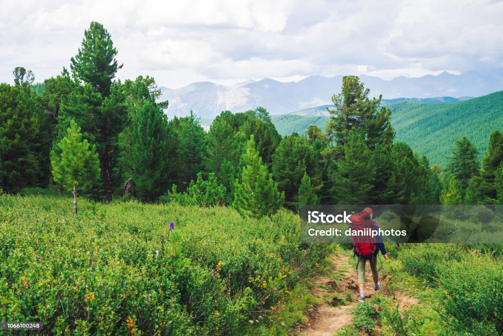 Girl with red large backpack go on footpath across green meadow to coniferous forest. Hiking in mountains. Traveler near conifer trees on summit. Mountain peaks away. Majestic nature of highlands. Hiking Stock Photo