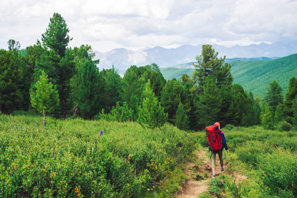 Girl with red large backpack go on footpath across green meadow to coniferous forest. Hiking in mountains. Traveler near conifer trees on summit. Mountain peaks away. Majestic nature of highlands. Girl with red large backpack go on footpath across green meadow to coniferous forest. Hiking in mountains. Traveler near conifer trees on summit. Mountain peaks away. Majestic nature of highlands. oregon ohio stock pictures, royalty-free photos & images