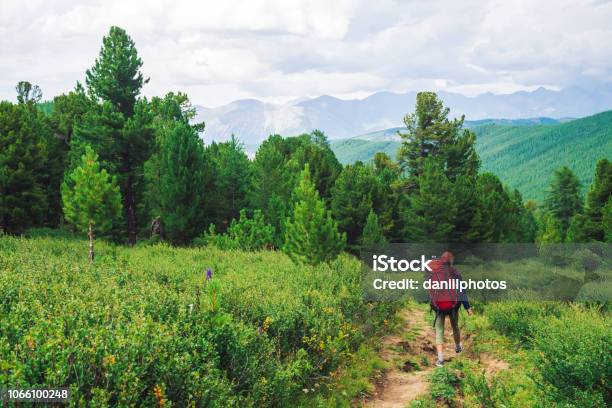 Girl With Red Large Backpack Go On Footpath Across Green Meadow To Coniferous Forest Hiking In Mountains Traveler Near Conifer Trees On Summit Mountain Peaks Away Majestic Nature Of Highlands Stock Photo - Download Image Now